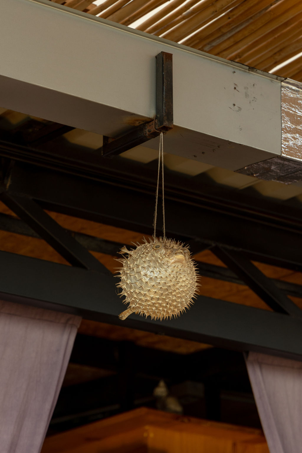 DUM: Cocina Asiatica